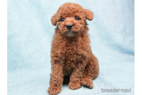 成約済の東京都のトイプードル-208865の4枚目